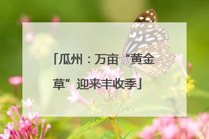 瓜州：万亩“黄金草”迎来丰收季