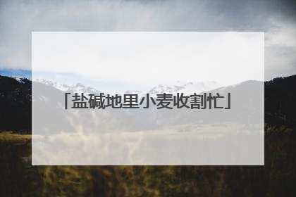 盐碱地里小麦收割忙