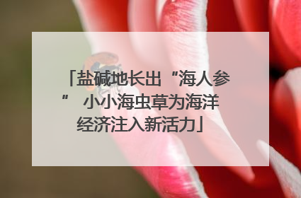 盐碱地长出“海人参” 小小海虫草为海洋经济注入新活力