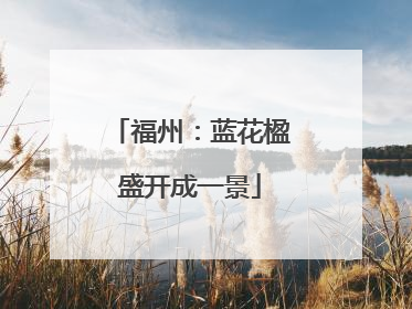 福州：蓝花楹盛开成一景
