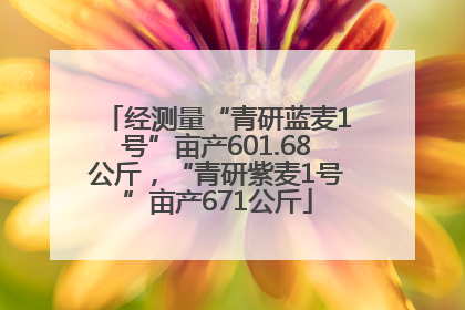 经测量“青研蓝麦1号”亩产601.68公斤，“青研紫麦1号”亩产671公斤