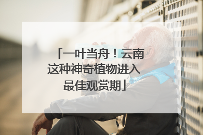 一叶当舟！云南这种神奇植物进入最佳观赏期