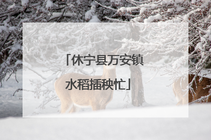 休宁县万安镇水稻插秧忙