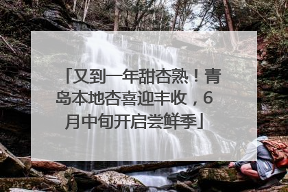 又到一年甜杏熟！青岛本地杏喜迎丰收，6月中旬开启尝鲜季