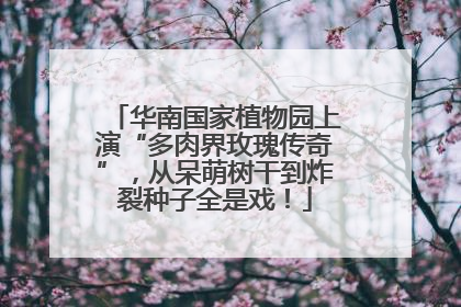华南国家植物园上演“多肉界玫瑰传奇”，从呆萌树干到炸裂种子全是戏！