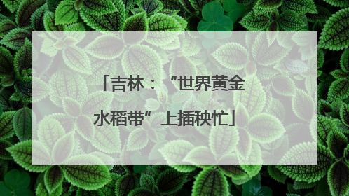 吉林：“世界黄金水稻带”上插秧忙