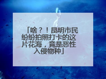 啥？！昆明市民纷纷拍照打卡的这片花海，竟是恶性入侵物种
