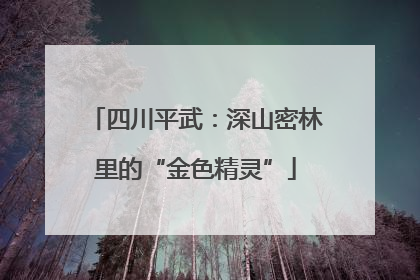 四川平武：深山密林里的“金色精灵”