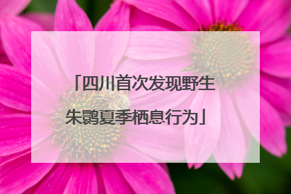 四川首次发现野生朱鹮夏季栖息行为
