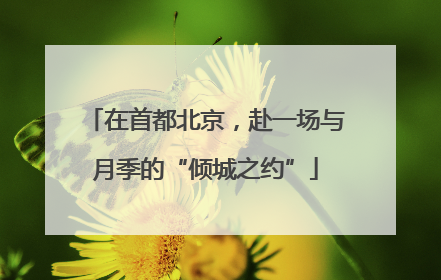 在首都北京，赴一场与月季的“倾城之约”