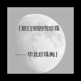 夏日里的雪珍珠——华北珍珠梅