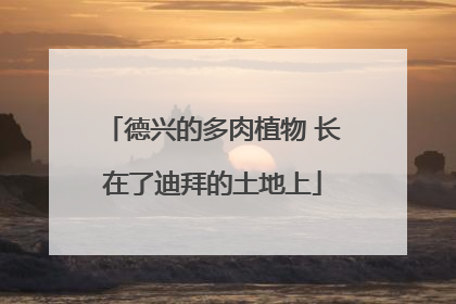 德兴的多肉植物 长在了迪拜的土地上