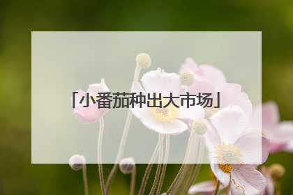 小番茄种出大市场