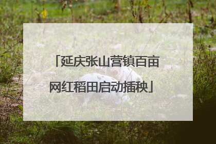 延庆张山营镇百亩网红稻田启动插秧