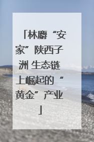 林麝“安家”陕西子洲 生态链上崛起的“黄金”产业