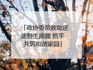 政协委员救助迷途野生麋鹿 携手共筑和谐家园