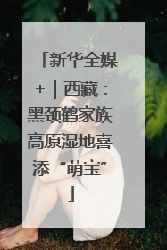 新华全媒+｜西藏：黑颈鹤家族高原湿地喜添“萌宝”