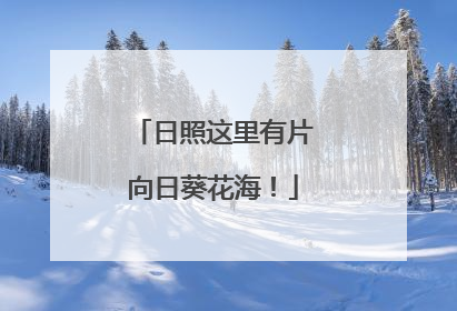日照这里有片向日葵花海！