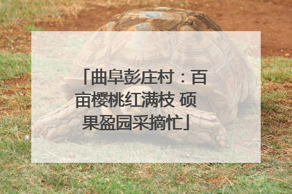 曲阜彭庄村：百亩樱桃红满枝 硕果盈园采摘忙