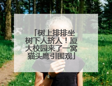 树上排排坐 树下人挤人！厦大校园来了一窝猫头鹰引围观