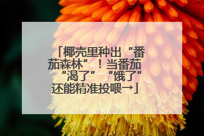 椰壳里种出“番茄森林”！当番茄“渴了”“饿了”还能精准投喂→