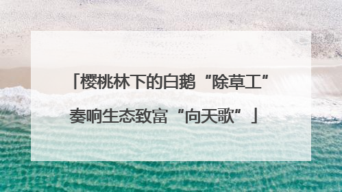 樱桃林下的白鹅“除草工” 奏响生态致富“向天歌”