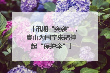 汛期“突袭”，崀山为国宝朱鹮撑起“保护伞”