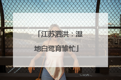 江苏泗洪：湿地白鹭育雏忙