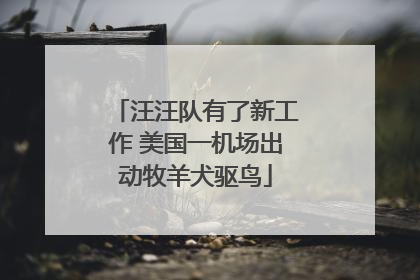 汪汪队有了新工作 美国一机场出动牧羊犬驱鸟