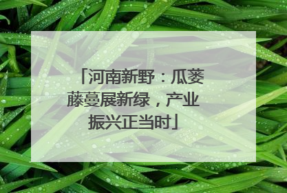河南新野：瓜蒌藤蔓展新绿，产业振兴正当时