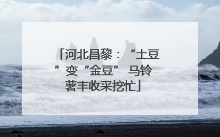 河北昌黎：“土豆”变“金豆” 马铃薯丰收采挖忙