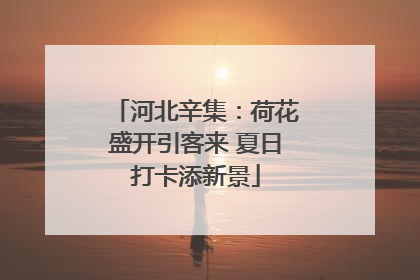 河北辛集：荷花盛开引客来 夏日打卡添新景