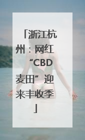浙江杭州：网红“CBD麦田”迎来丰收季
