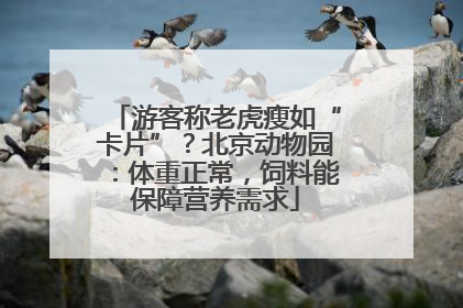 游客称老虎瘦如“卡片”？北京动物园：体重正常，饲料能保障营养需求