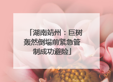 湖南靖州：巨树轰然倒塌前紧急管制成功避险