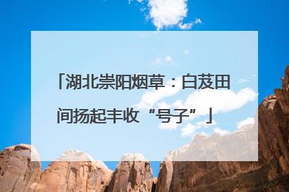 湖北崇阳烟草：白芨田间扬起丰收“号子”
