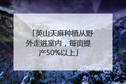英山天麻种植从野外走进室内，每亩提产50%以上