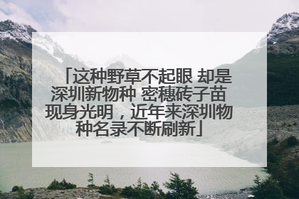 这种野草不起眼 却是深圳新物种 密穗砖子苗现身光明，近年来深圳物种名录不断刷新