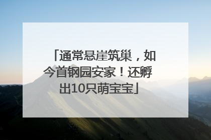 通常悬崖筑巢，如今首钢园安家！还孵出10只萌宝宝