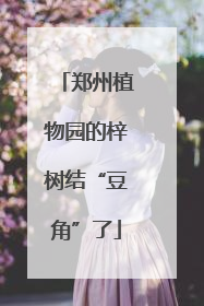 郑州植物园的梓树结“豆角”了