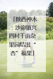 陕西神木：沙峁镇兴四村千亩杂果园结出“杏”福果