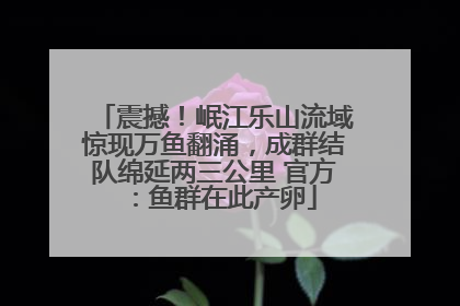 震撼！岷江乐山流域惊现万鱼翻涌，成群结队绵延两三公里 官方：鱼群在此产卵