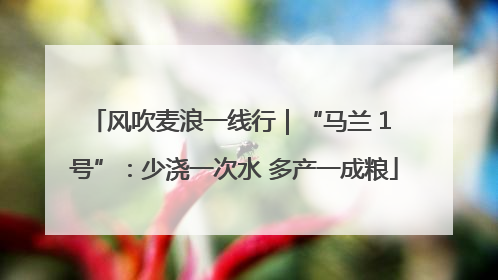 风吹麦浪一线行｜“马兰 1 号”：少浇一次水 多产一成粮