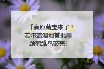 高原萌宝来了！若尔盖湿地首批黑颈鹤雏鸟破壳