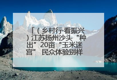 （乡村行·看振兴）江苏扬州沙头“种出”20亩“玉米迷宫” 民众体验别样“田园乐趣”