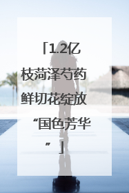 1.2亿枝菏泽芍药鲜切花绽放“国色芳华”